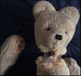 Colin P.'s Teddy before treatment