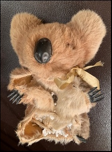 Aileen W.'s Koala before treatment